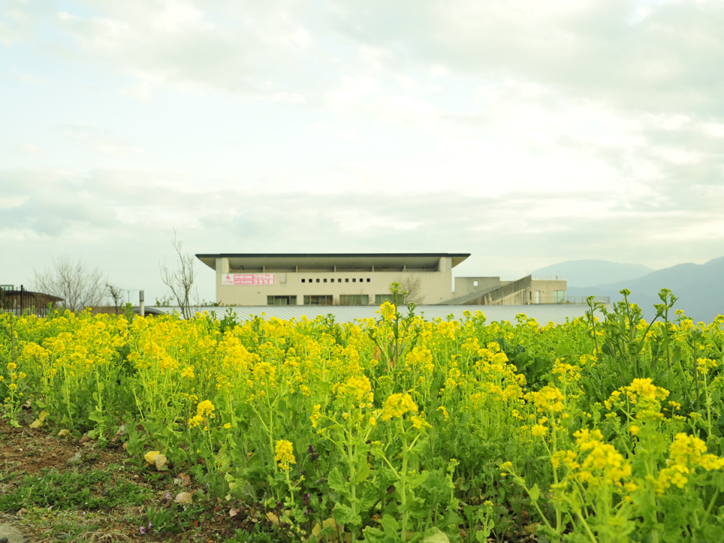 Heidi's Village Clarakan