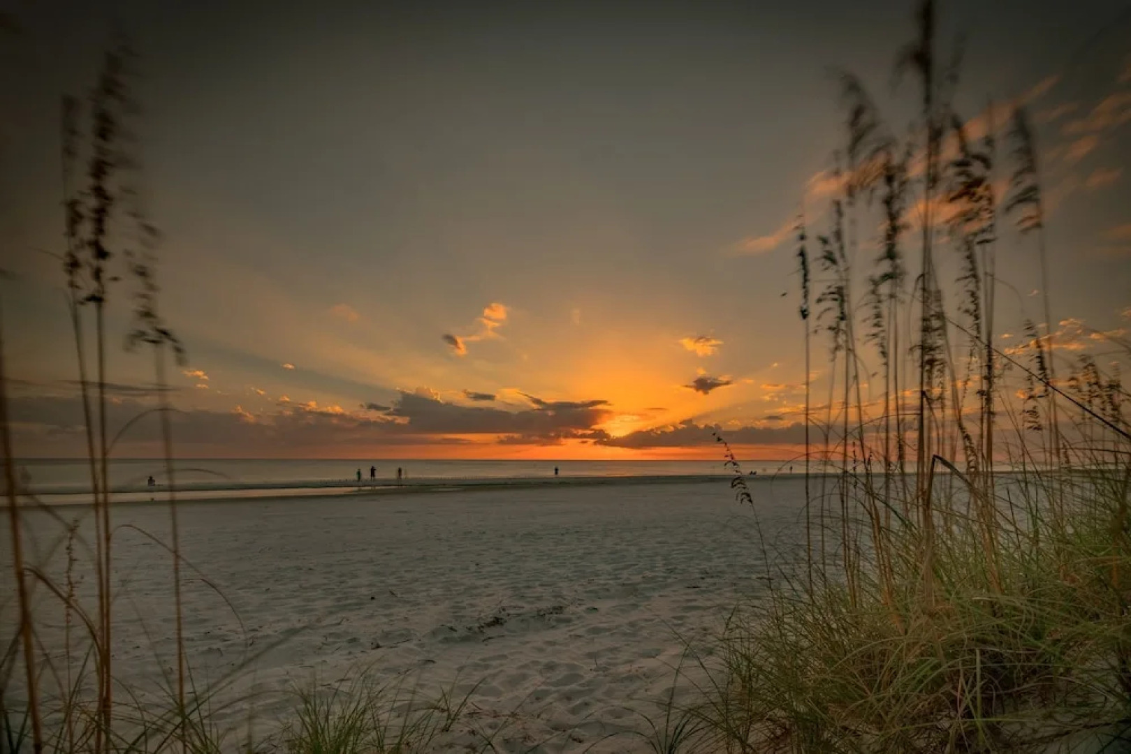 Seashell 19 by Vtrips