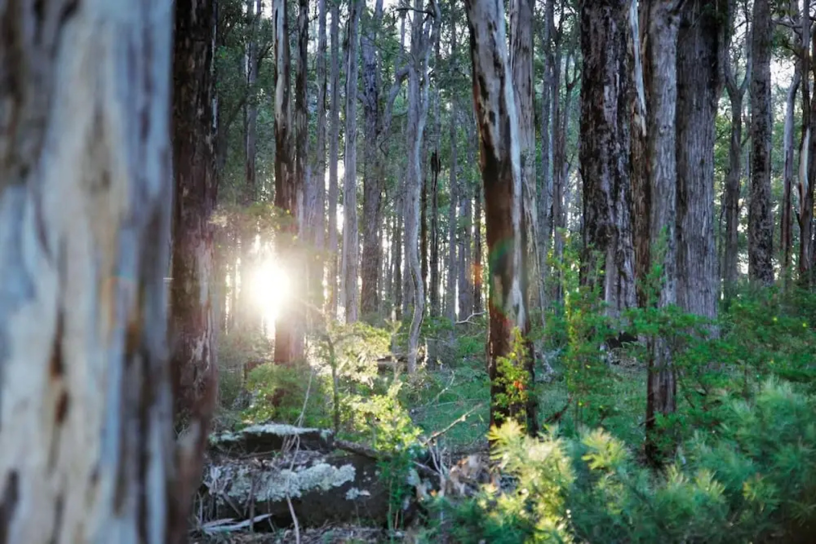 Scarlet Woods Chalets