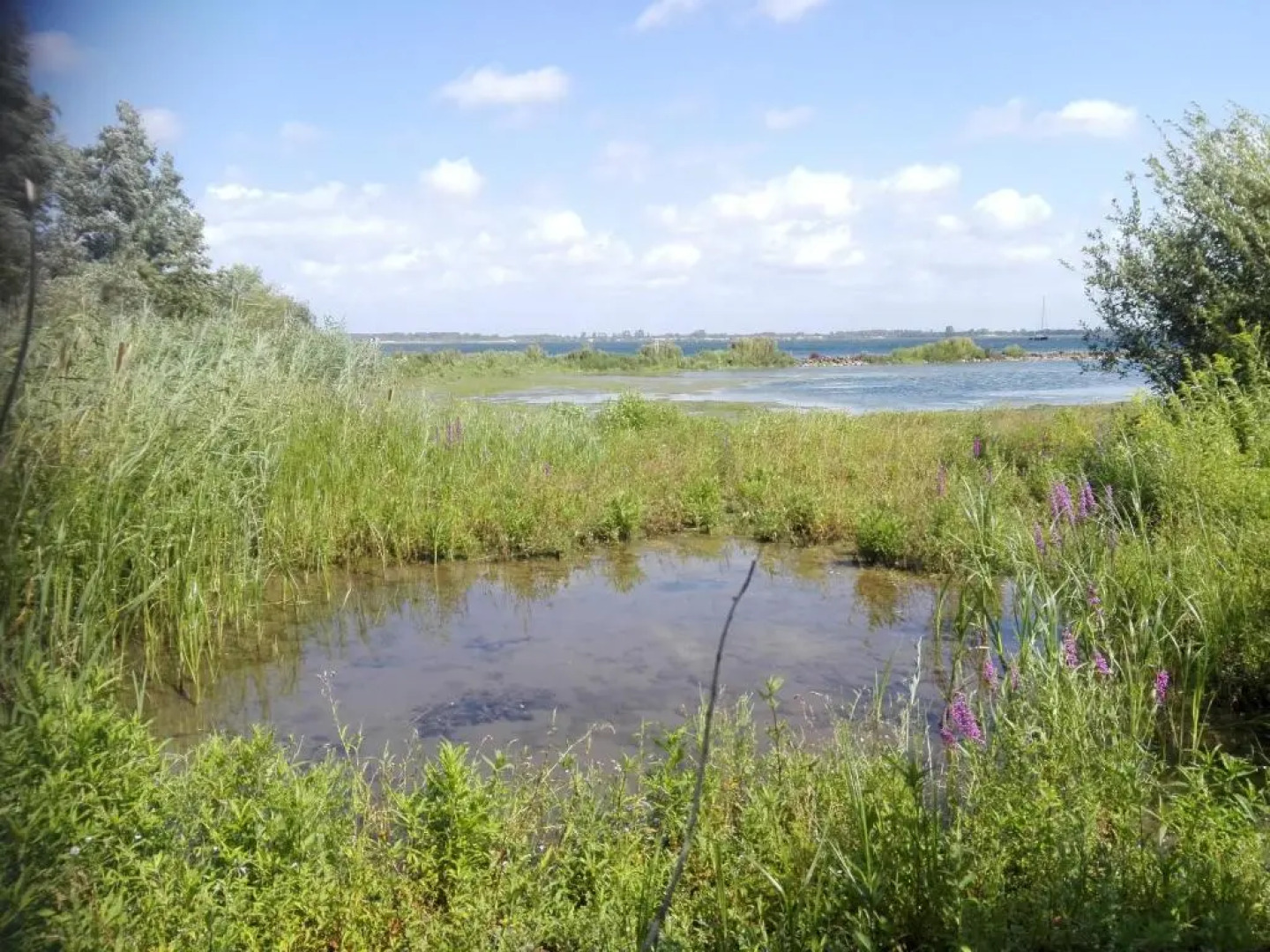 Klepperstee Esdoorn 3