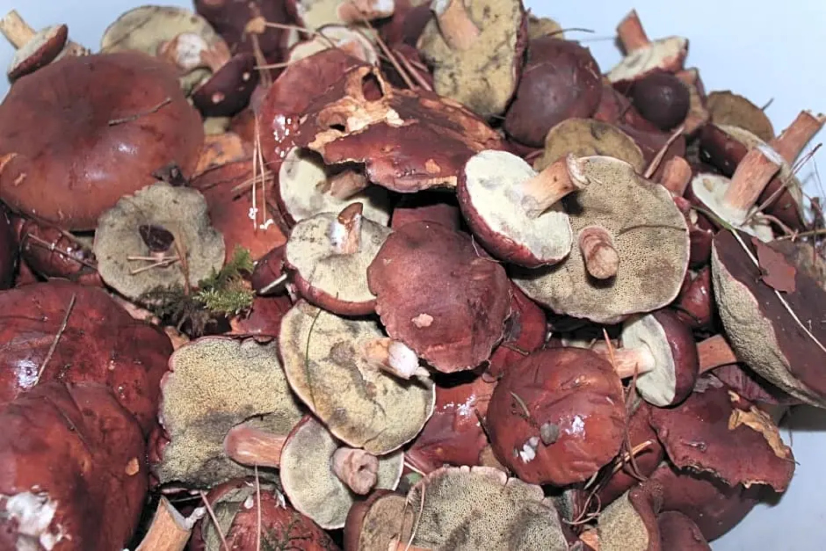 Domek Bory Tucholskie