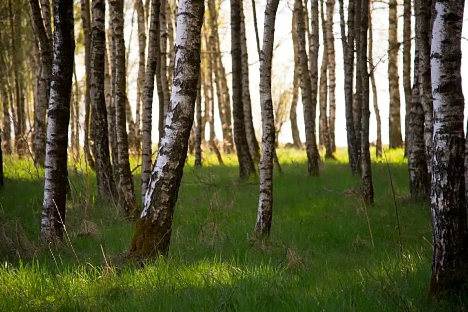 Baumhaus Lodge Schrems