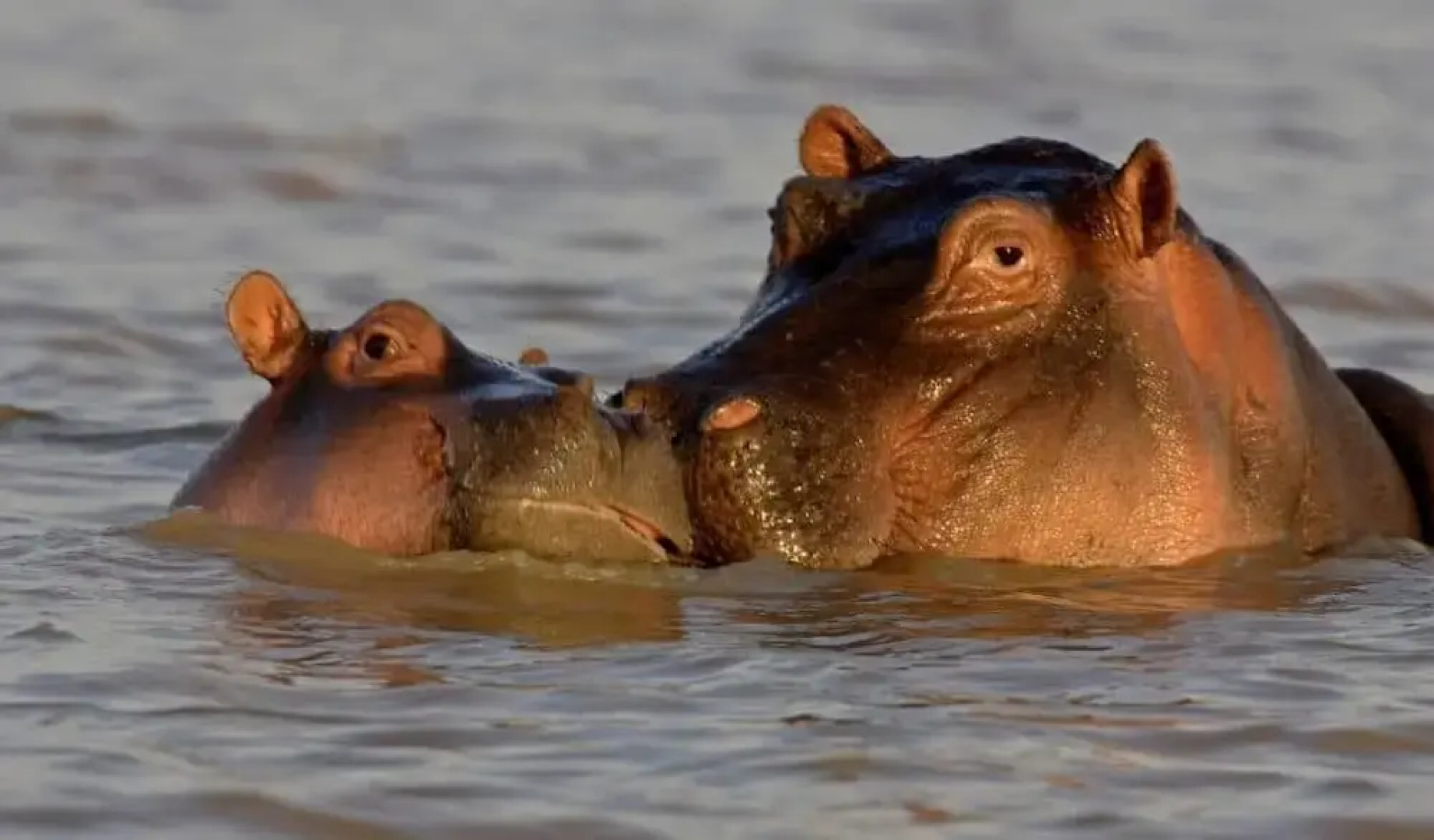 Royal Doves Garden Lake Baringo
