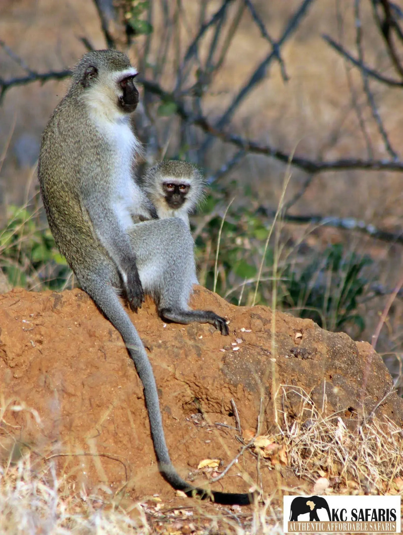 Roamers Rest Safari Lodge