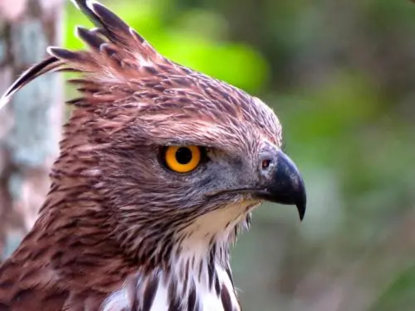 Ruhunu Safari Camping