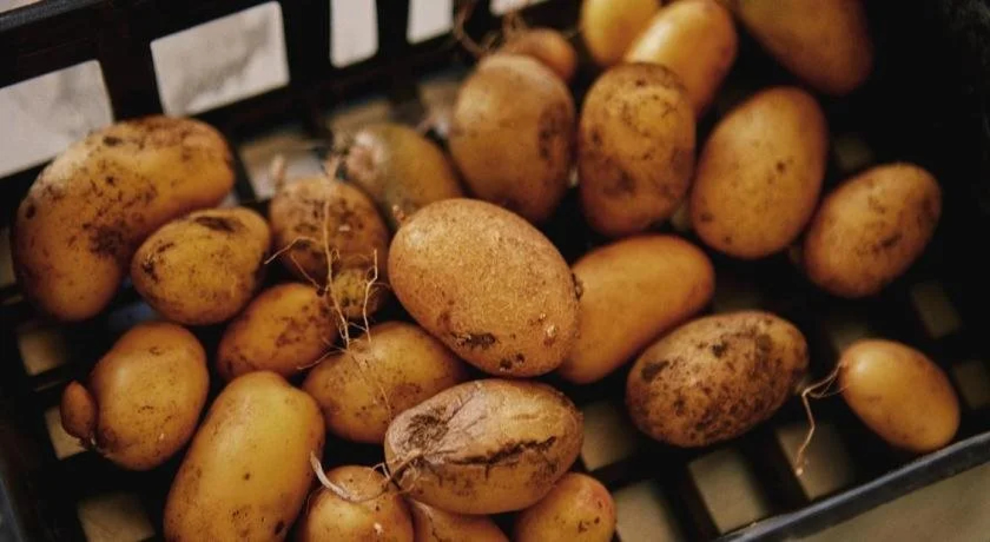 Clos des Coustoulins