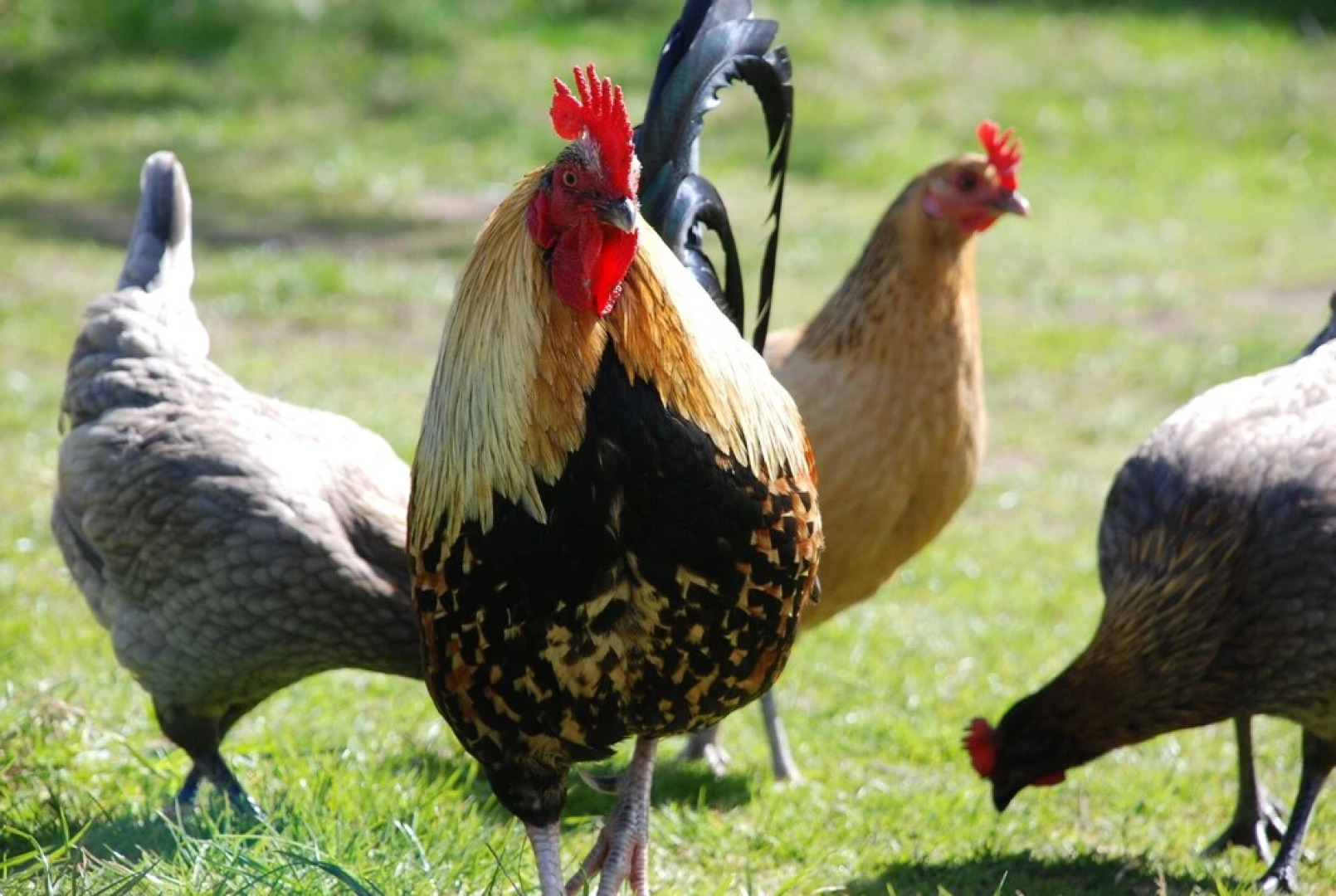 Harvest Moon Treehouse
