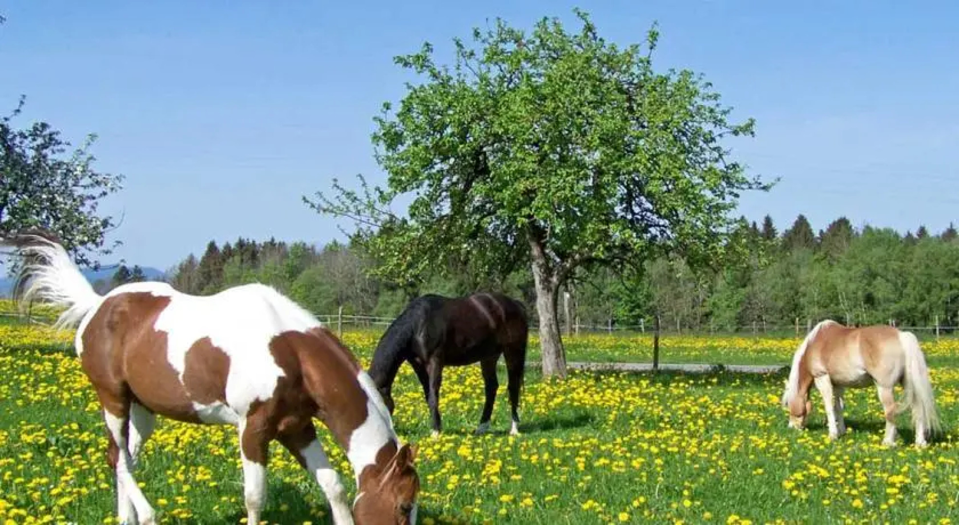 Ferienhof und Baumhaushotel
