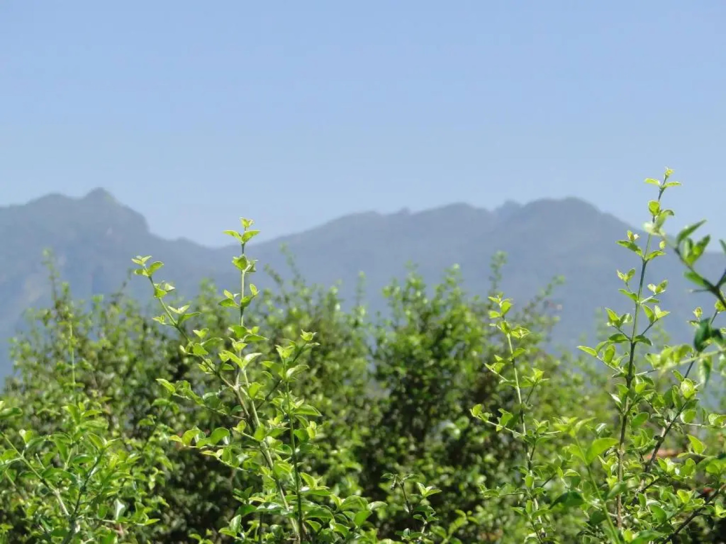 Pousada das Acerolas