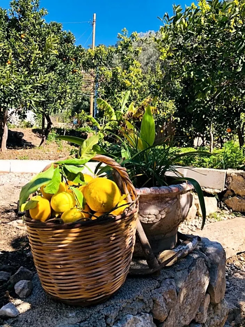 Suleymans Garden