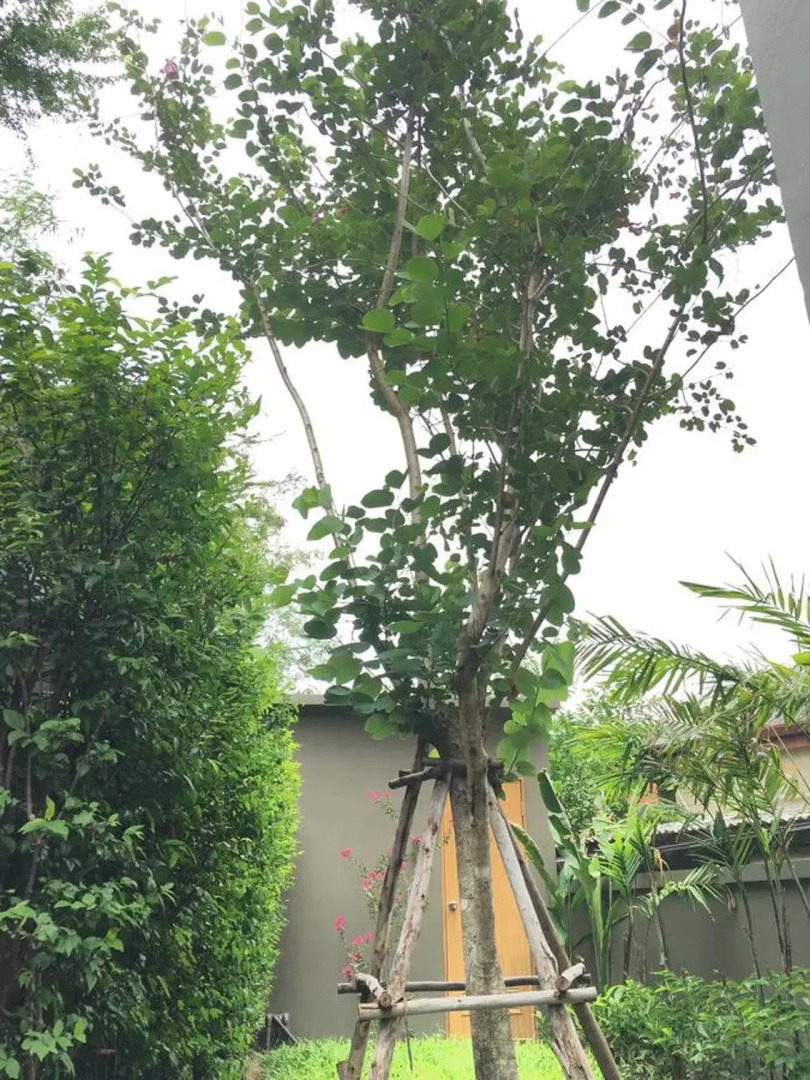 Tandeaw View (SHA Extra Plus)