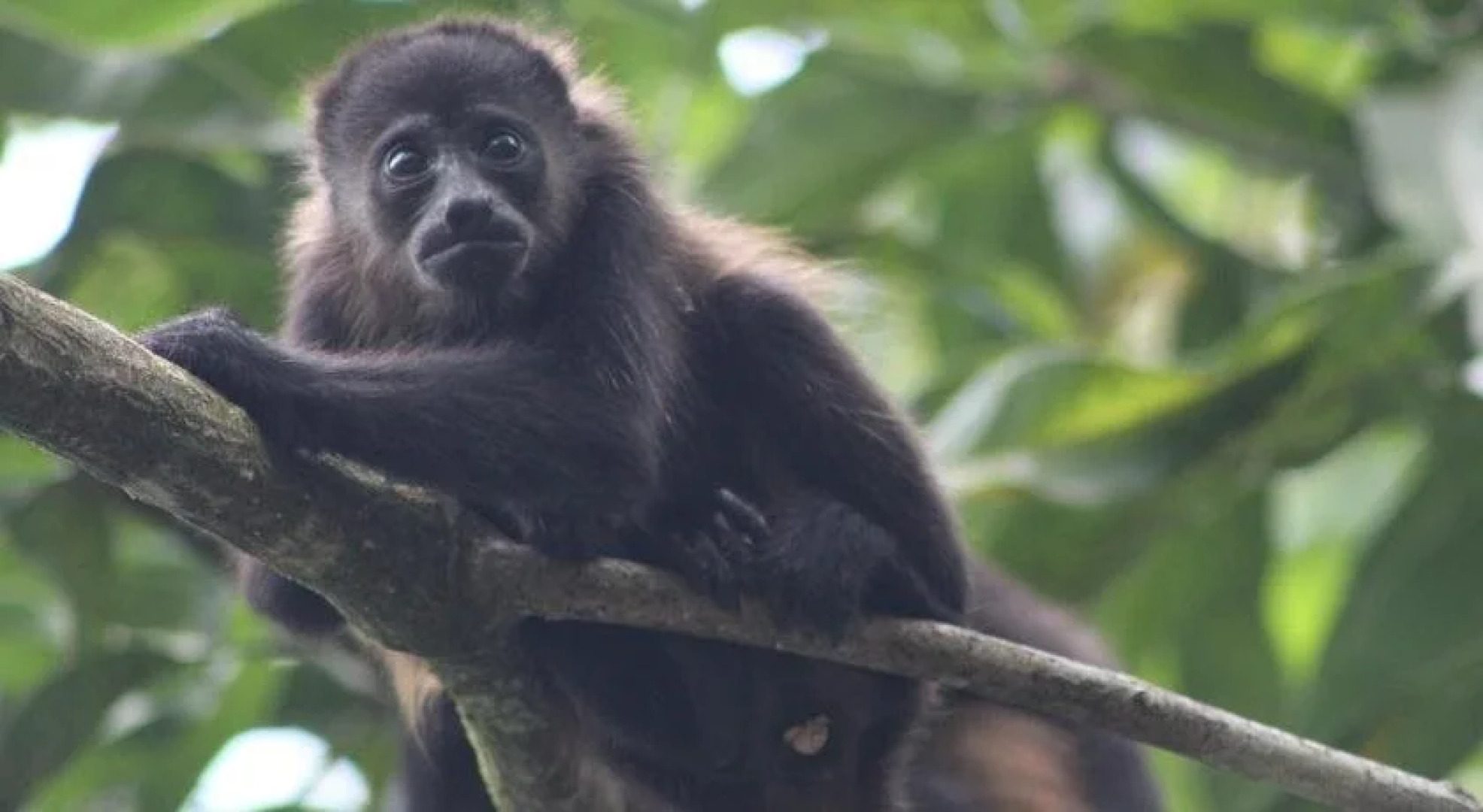 Hotel El Pequeño Gecko Verde