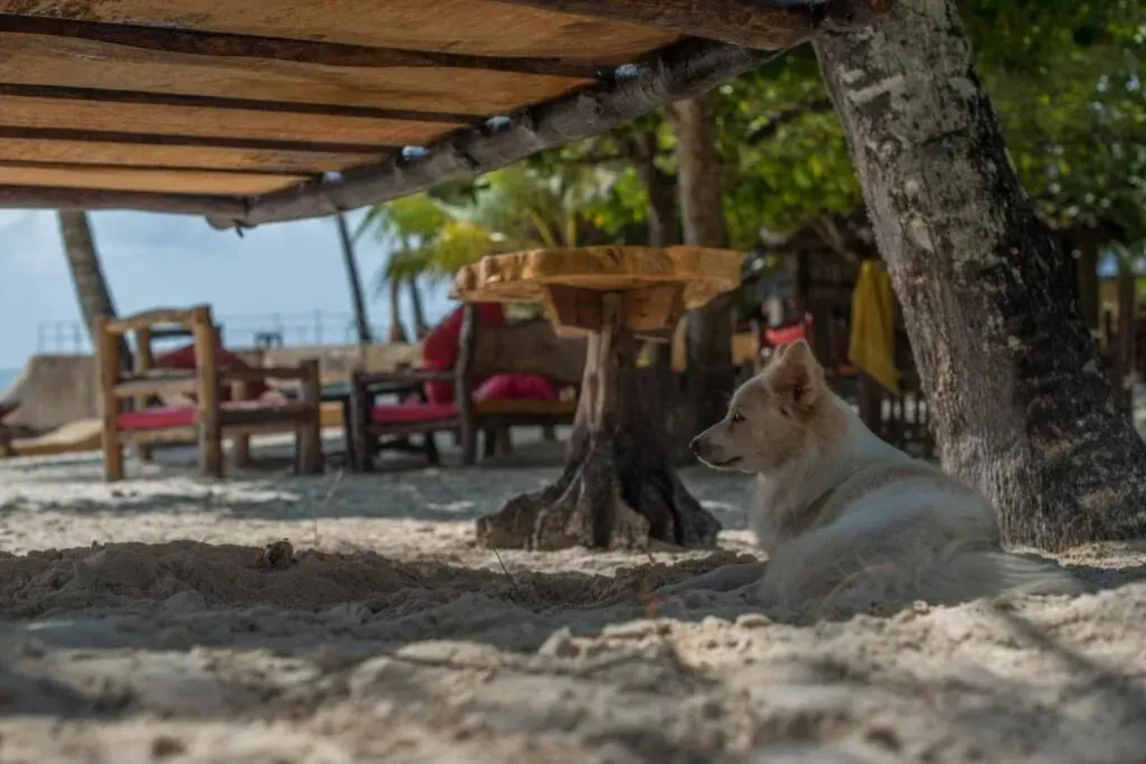 Bidi Badu Zanzibar Village - Hostel