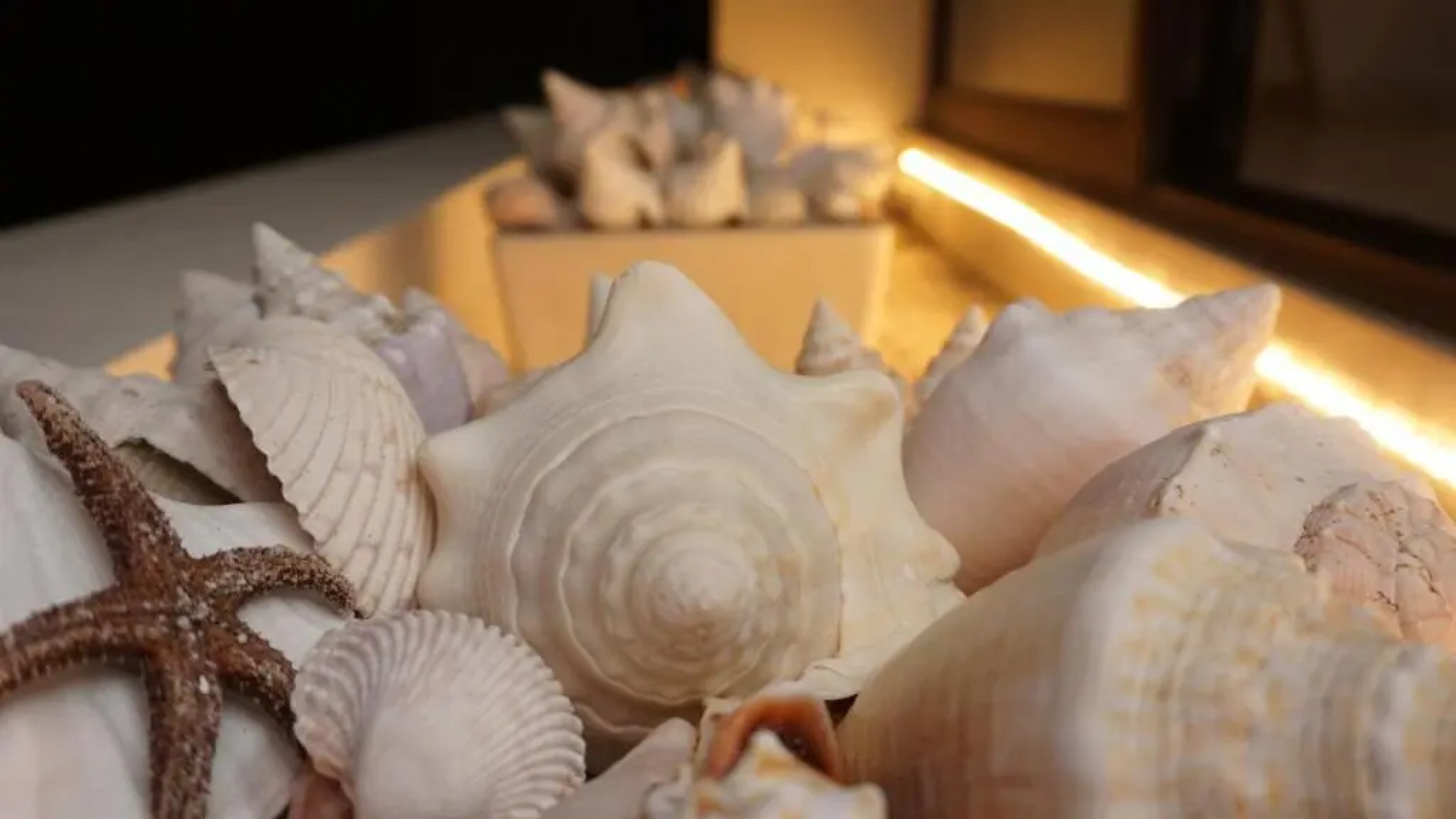 Playa, Selva, Cenotes, Ruinas, Marina todo a 5 km