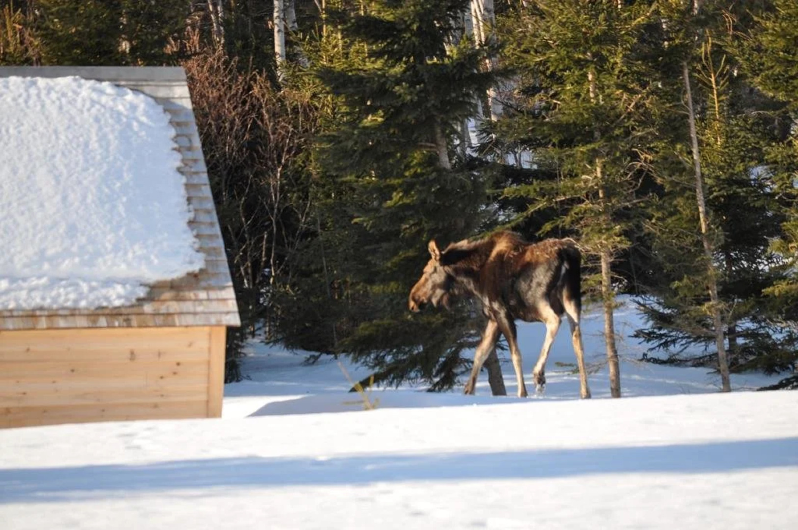 The Dancing Moose Cafe