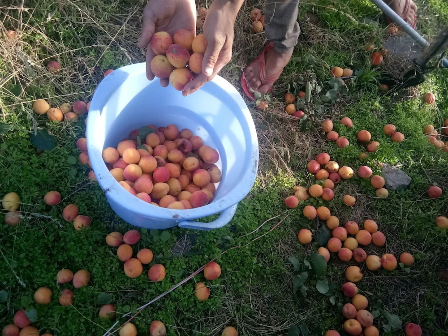 In Apple Estate Kanatal