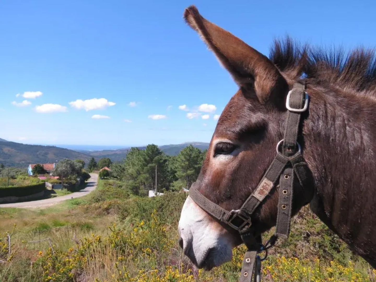 Serra de Arga Mountain House