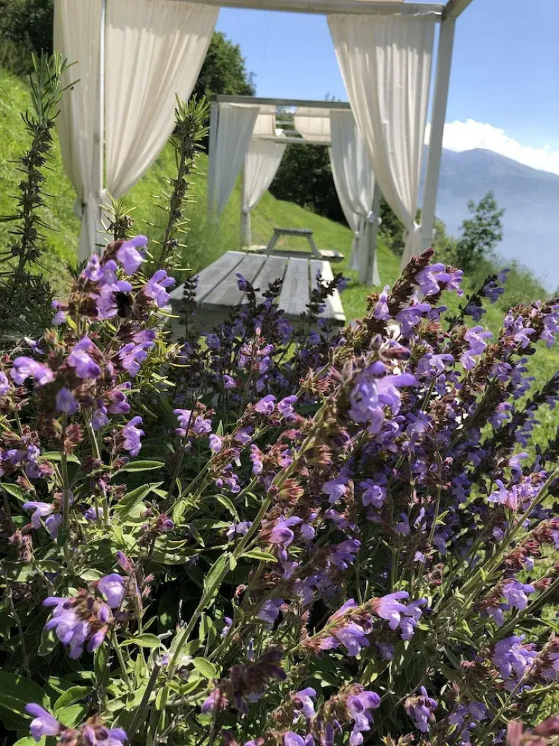 Borgo le Vigne - La Vinaccia