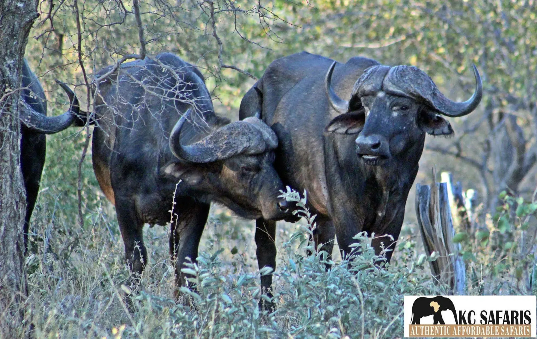 Roamers Rest Safari Lodge