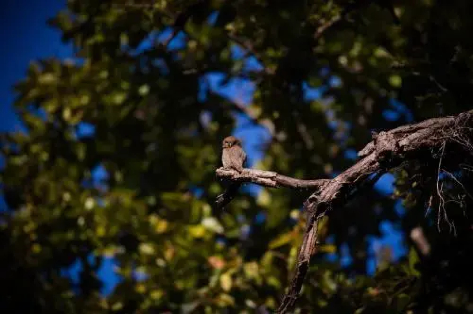 Singinawa Jungle Lodge Kanha