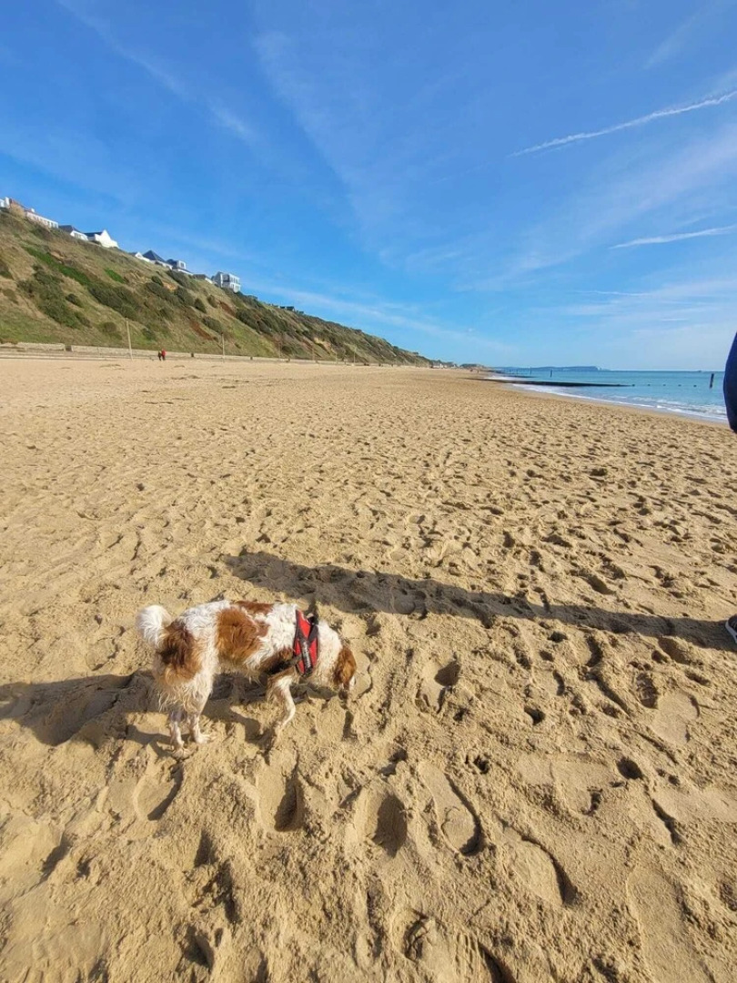 New Forest 2-bed Premium Holiday Home, New Milton