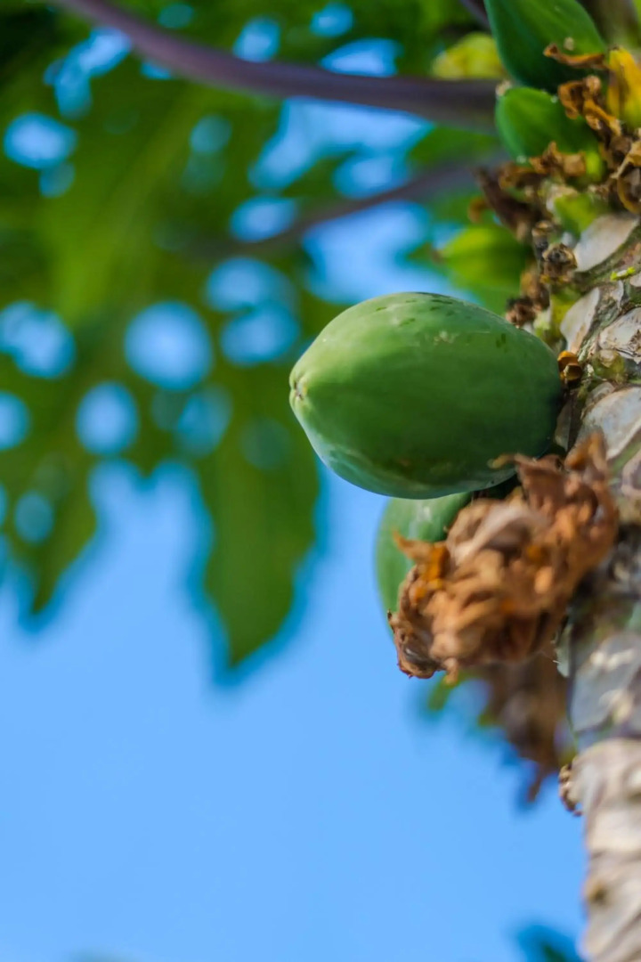 Casas Pinar del Eden Norte
