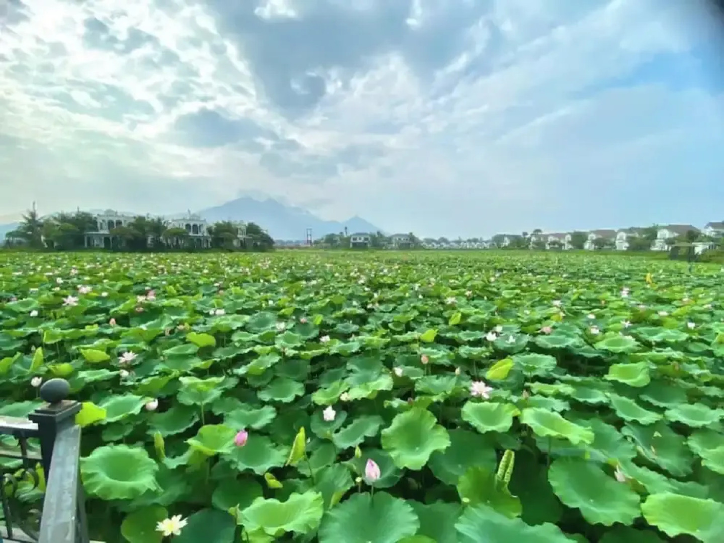 Lotus Hotel - Vuon vua