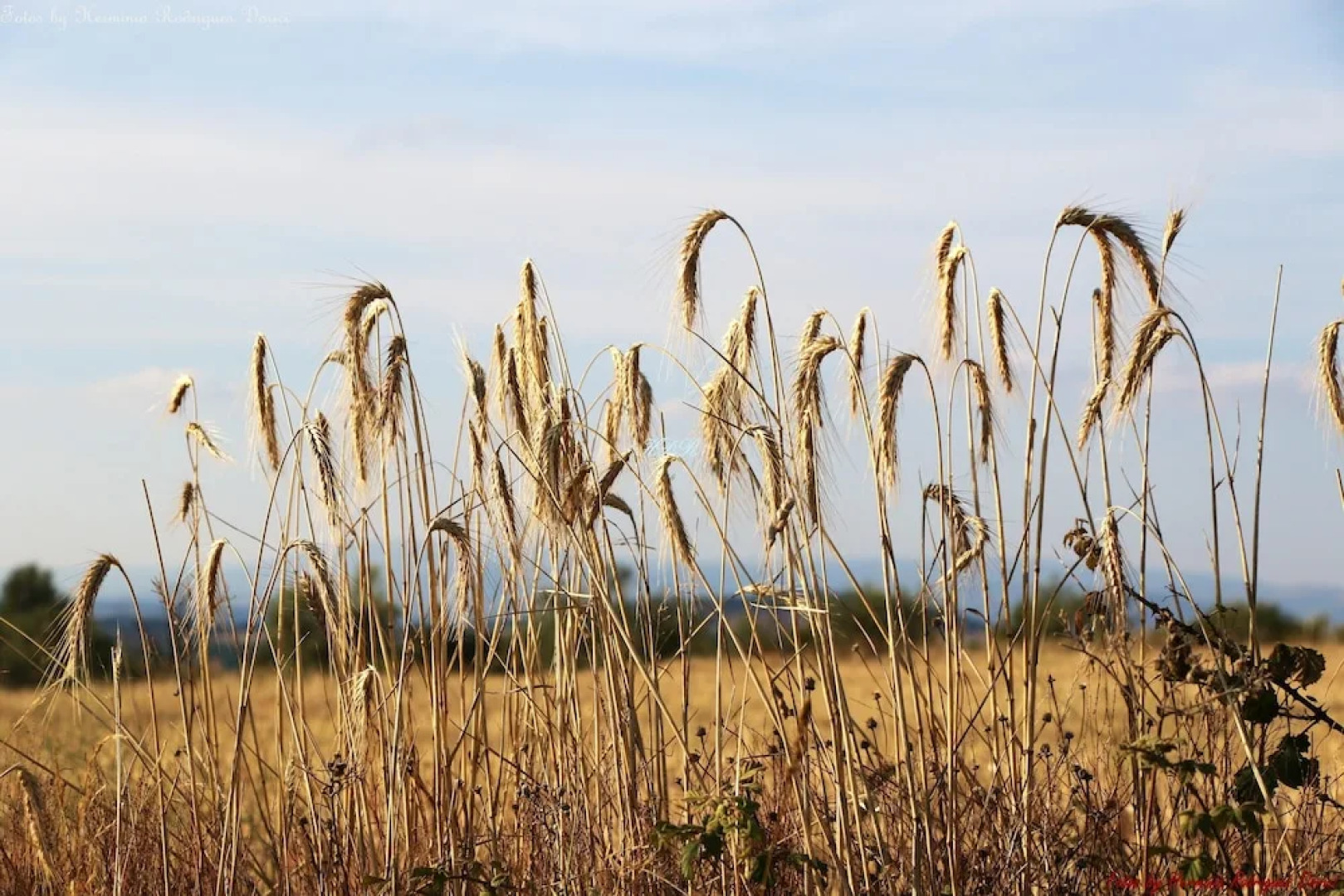 House With 2 Bedrooms in Faílde, With Enclosed Garden Near the Beach