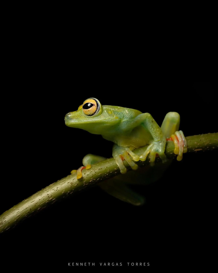 The Babylon Suite Tortuguero