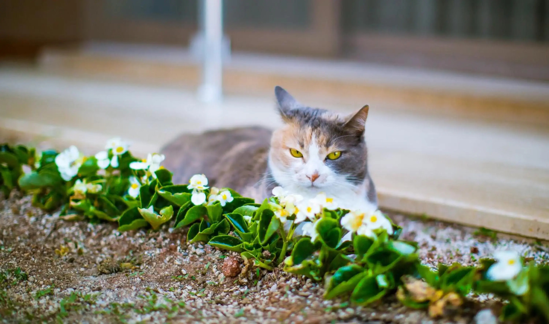 Отель Sonne - Adults Only