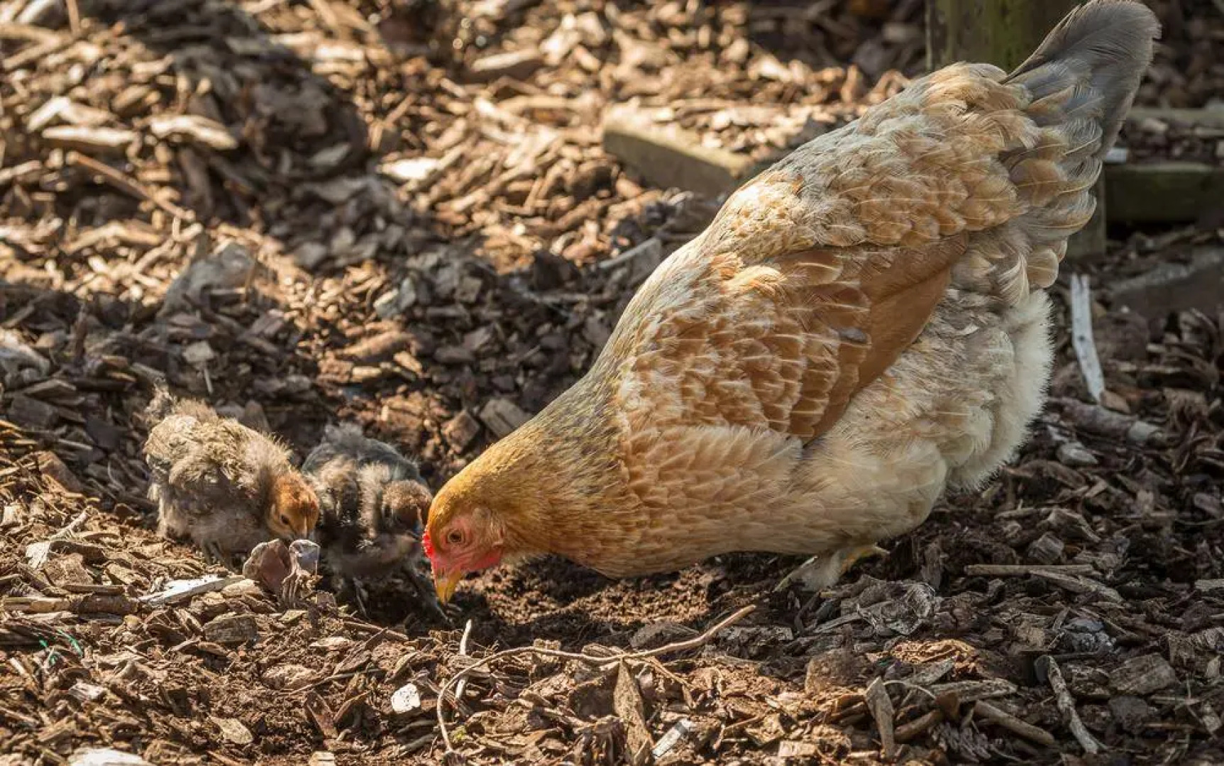 Beau Vallon Holiday Apartments