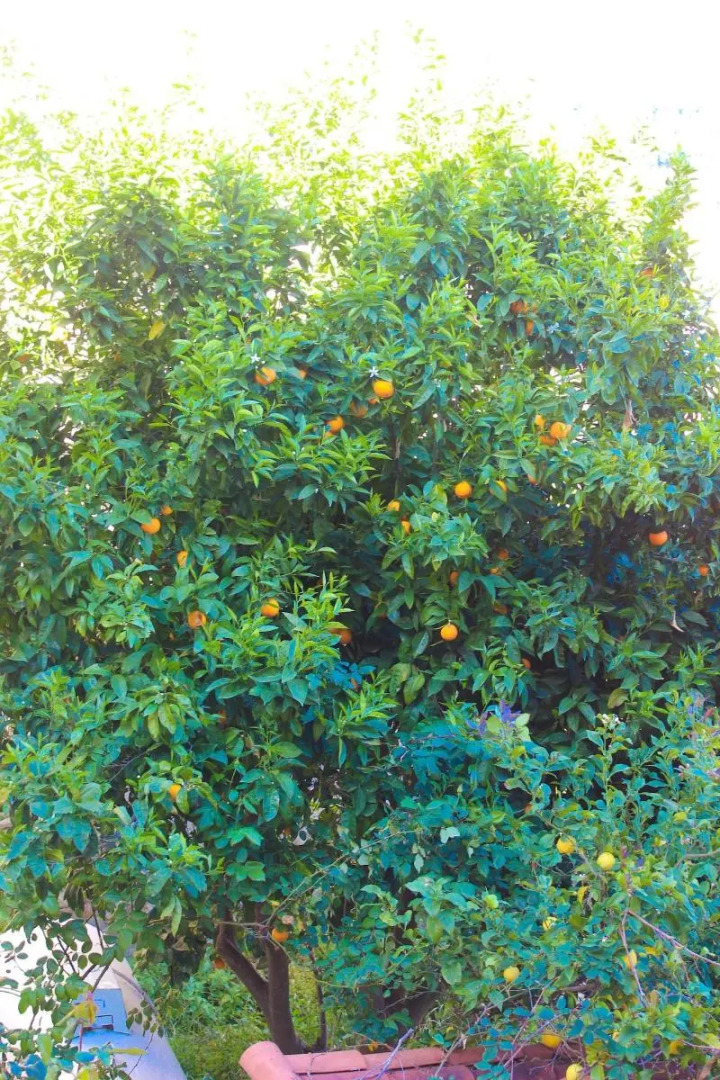 Hôtel Restaurant U Santa Maria