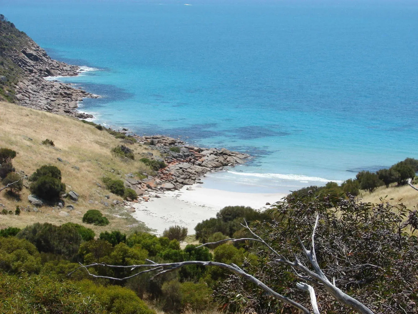 Sea Dragon Kangaroo Island