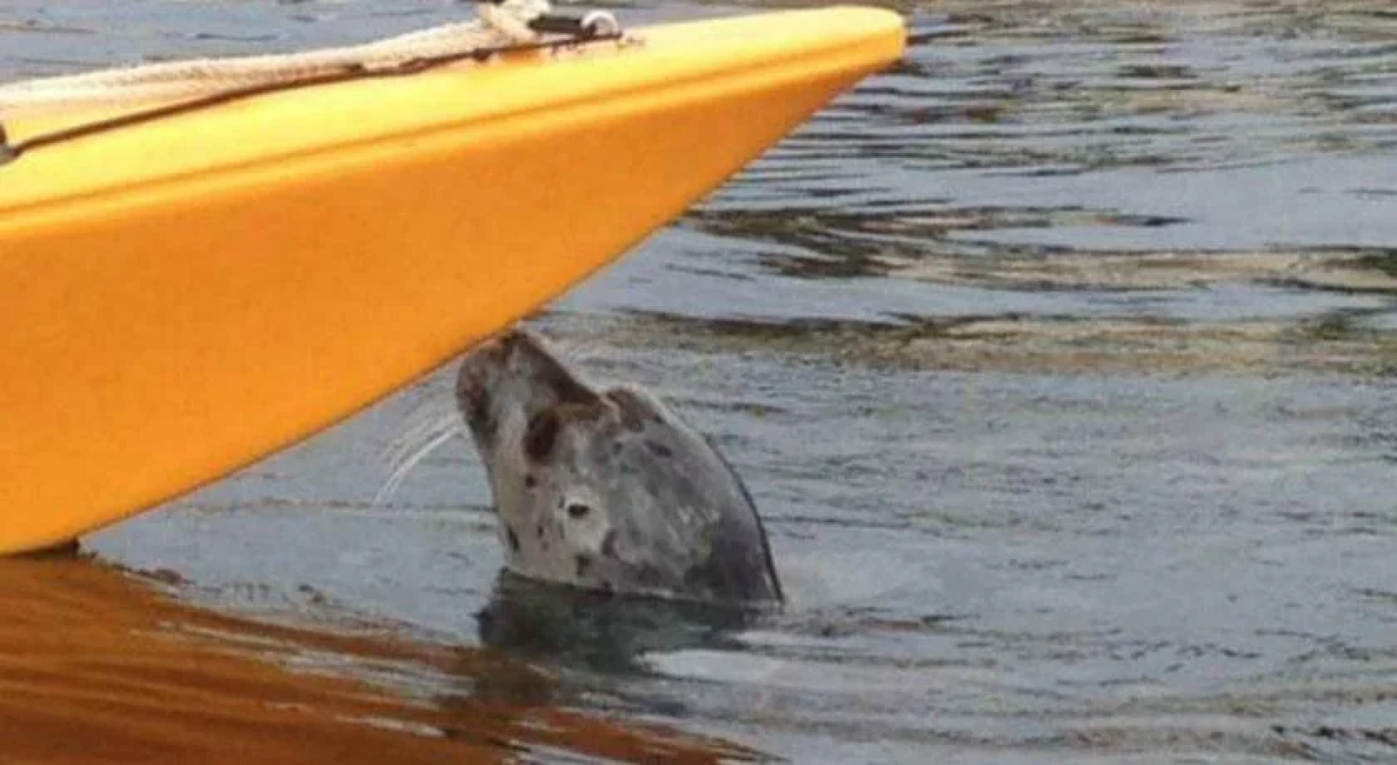 A Float Home B&B in Fisherman’s Wharf