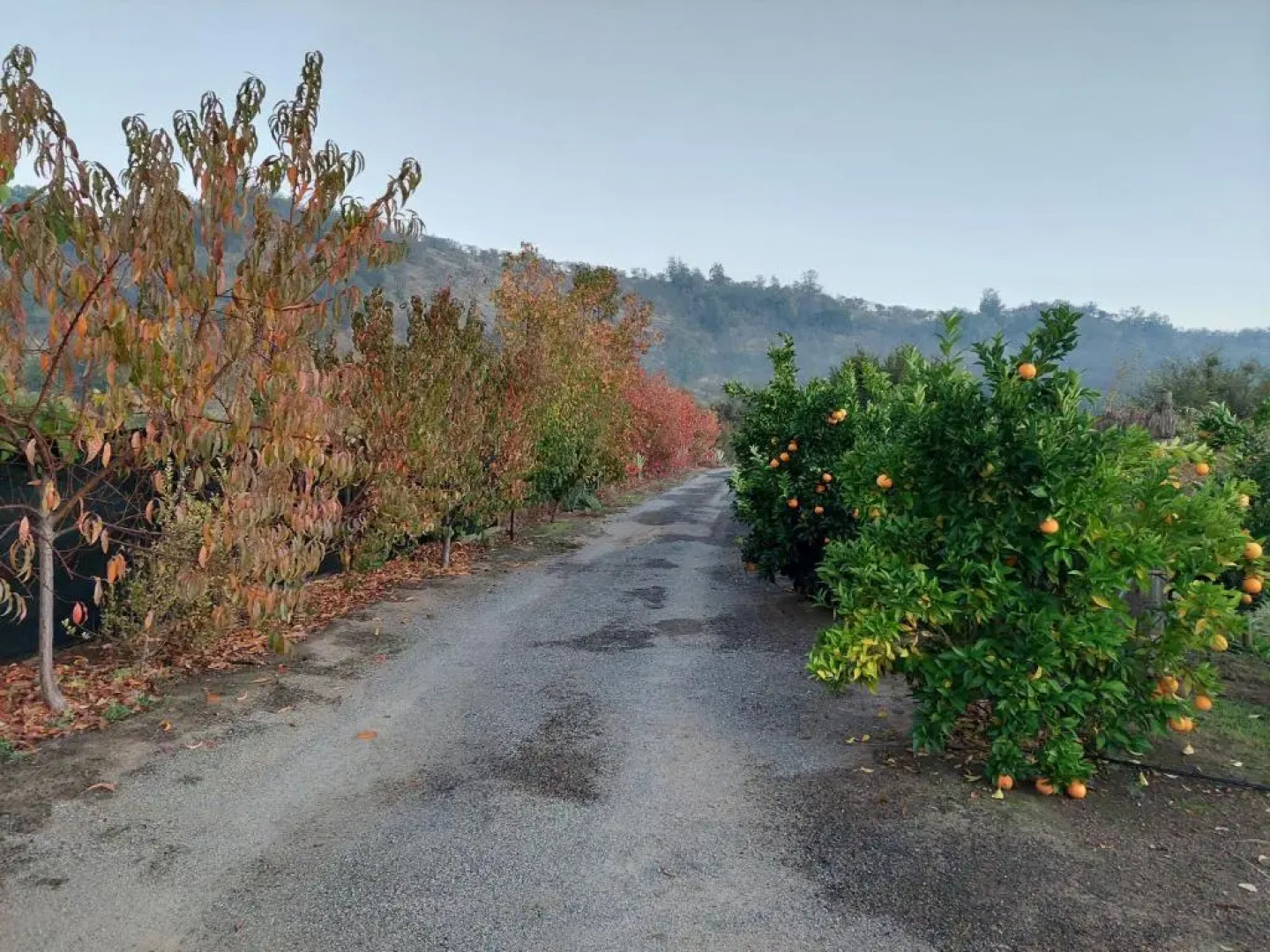 Callihue de Colchagua Lodge