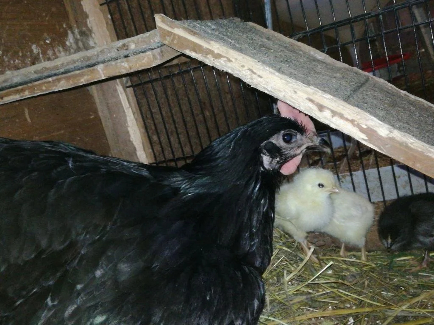 Appartements Pilzhof