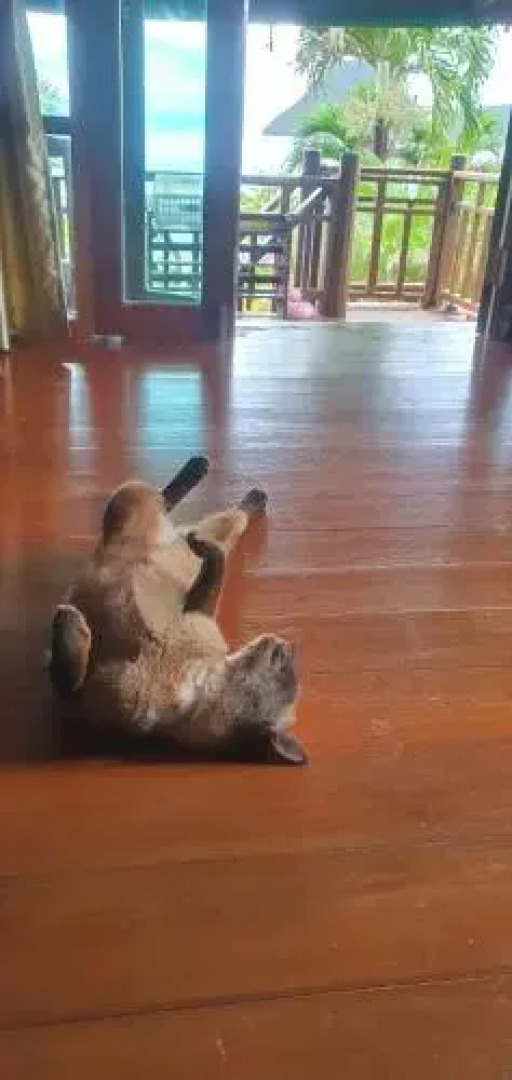 SeeSea Thai wooden house on beachfront