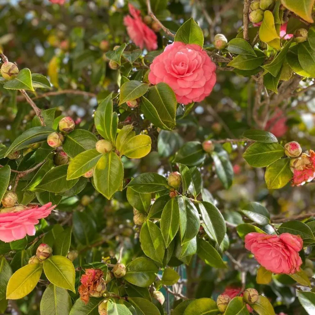 Villa Manzo-Pompei Vesuvius holiday house