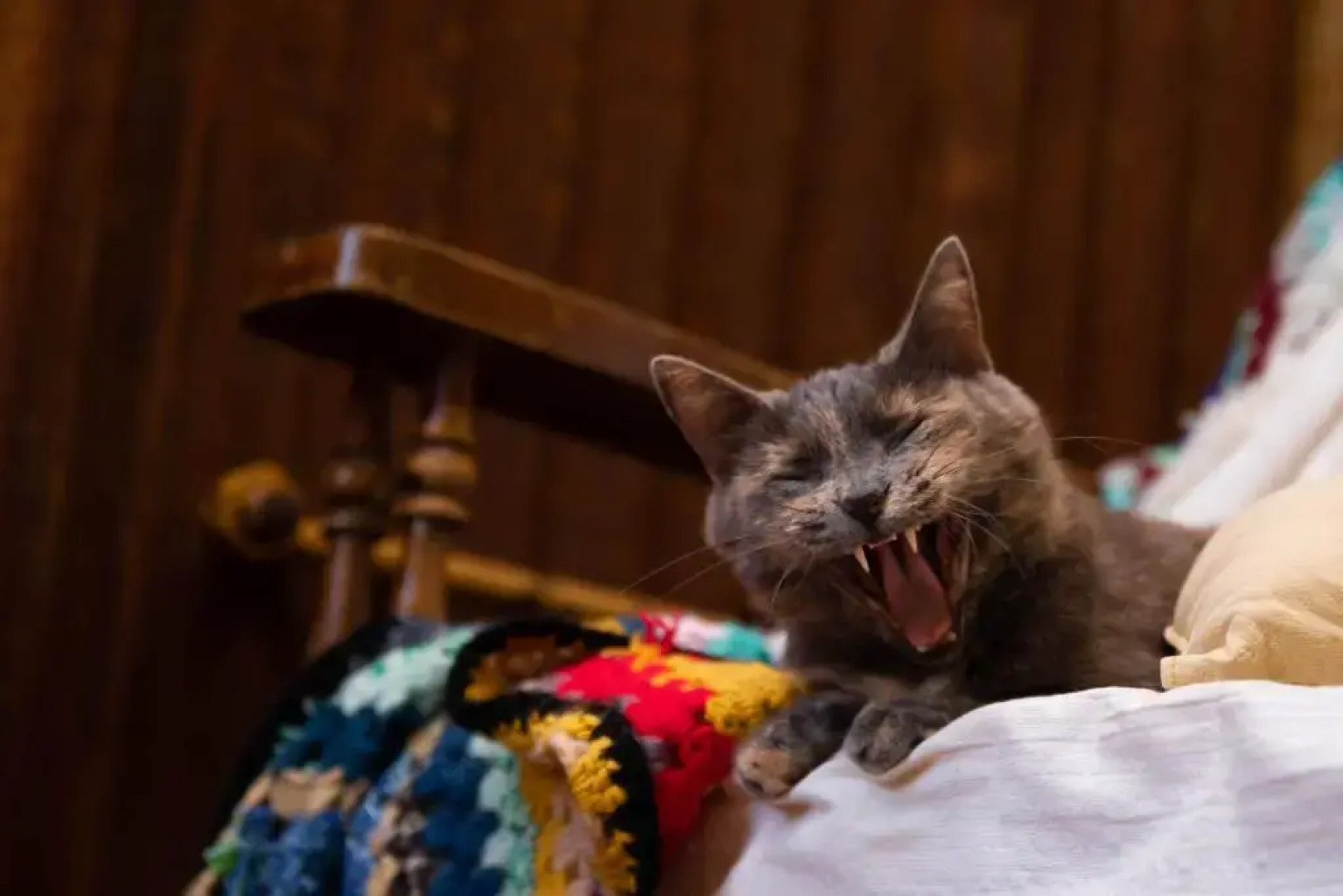 Vagamundo Hostel Carhue