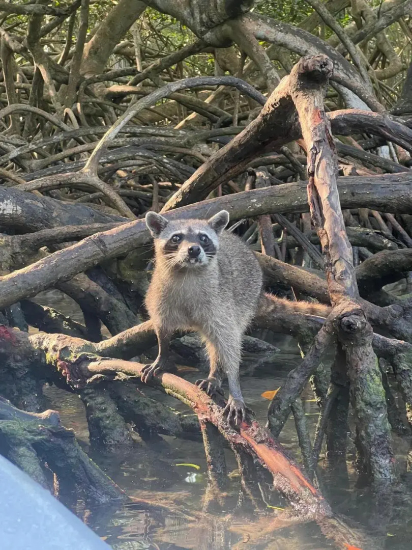 Restaurante y Hospedaje Baru