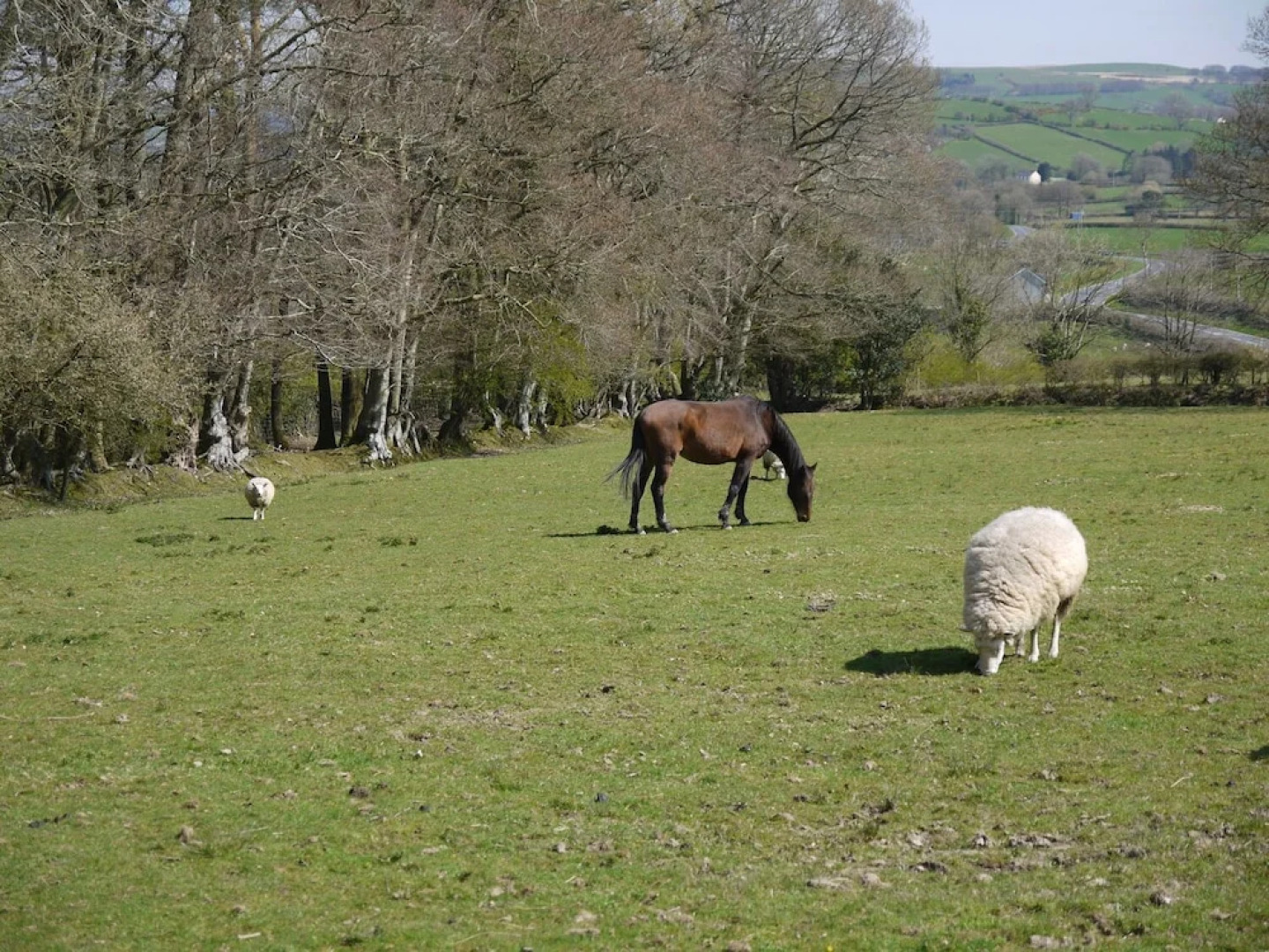 Cefn Bryn Cottage