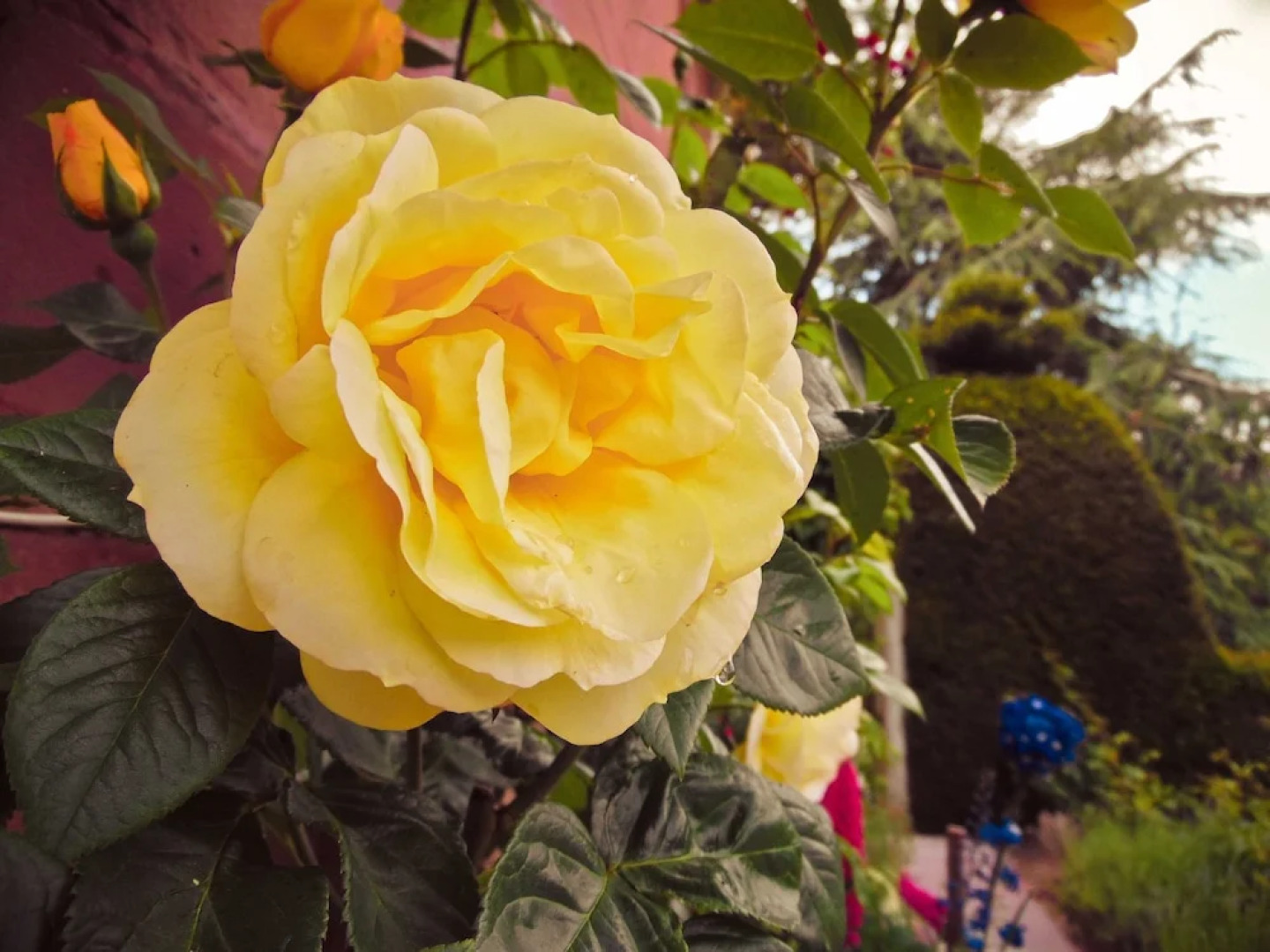 Yew Tree House B & B