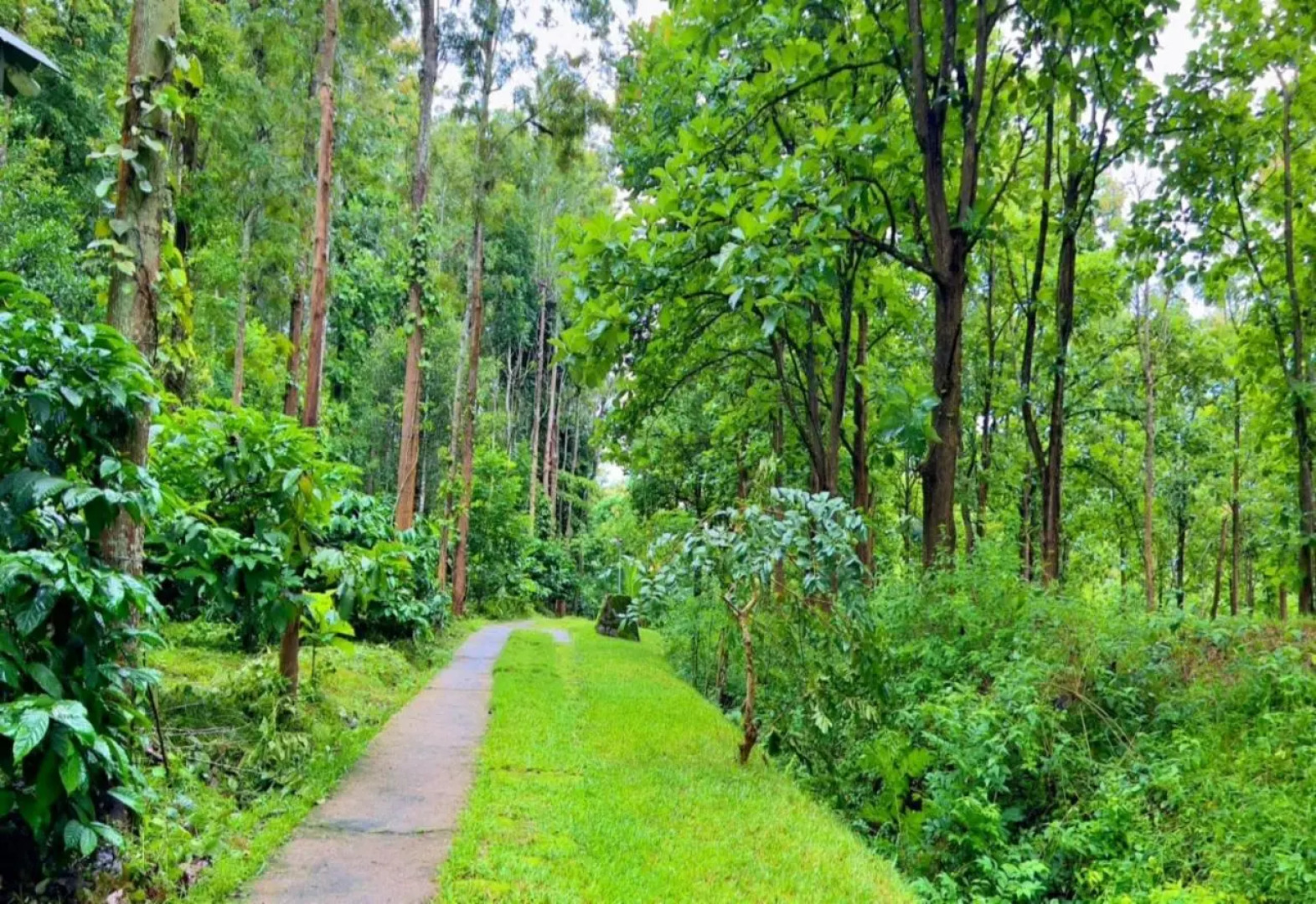 Adrak Mountain Mist Forest Resort