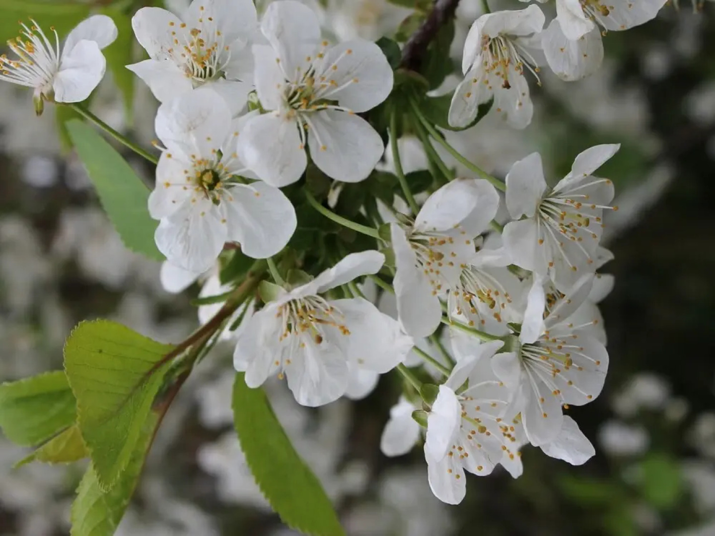 Peaceful Apartment in Steffenshagen Near Sea