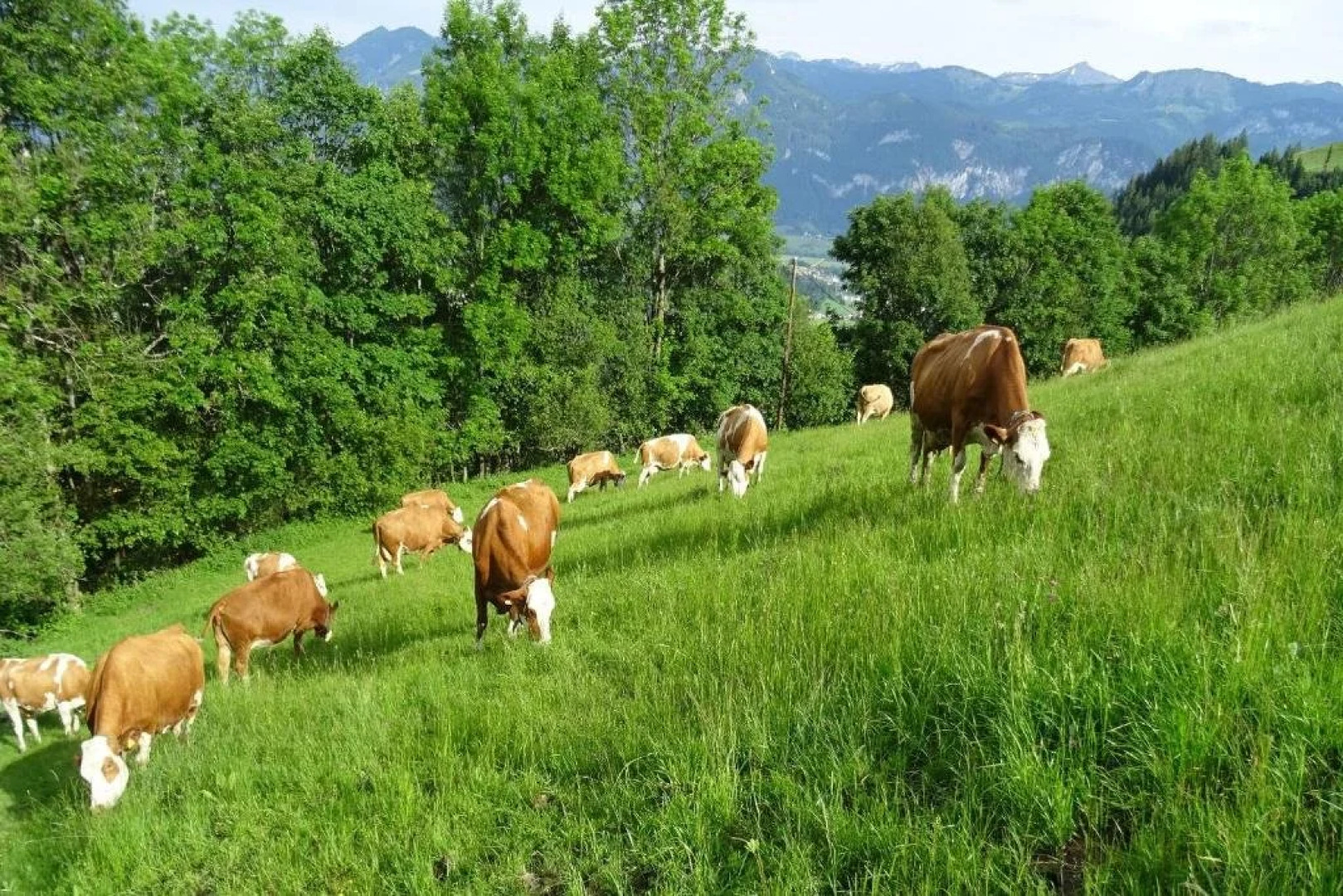 Bio- Erlebnis-Bauernhof-Thonnerhof