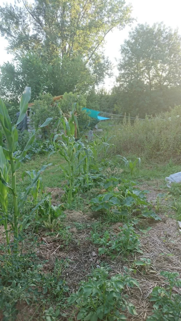 La Piraterie des Galinoux