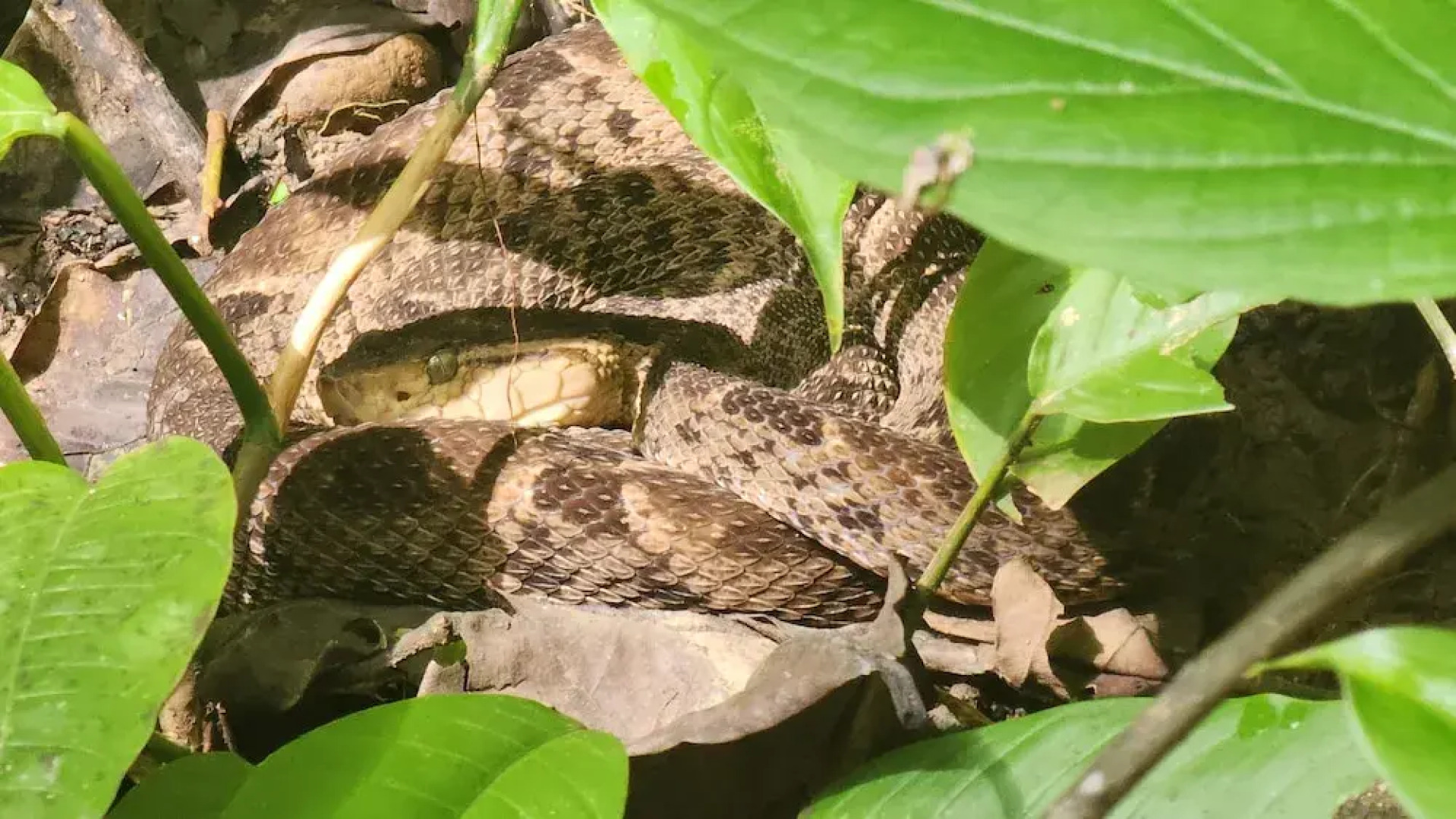 Ventanas en Corcovado