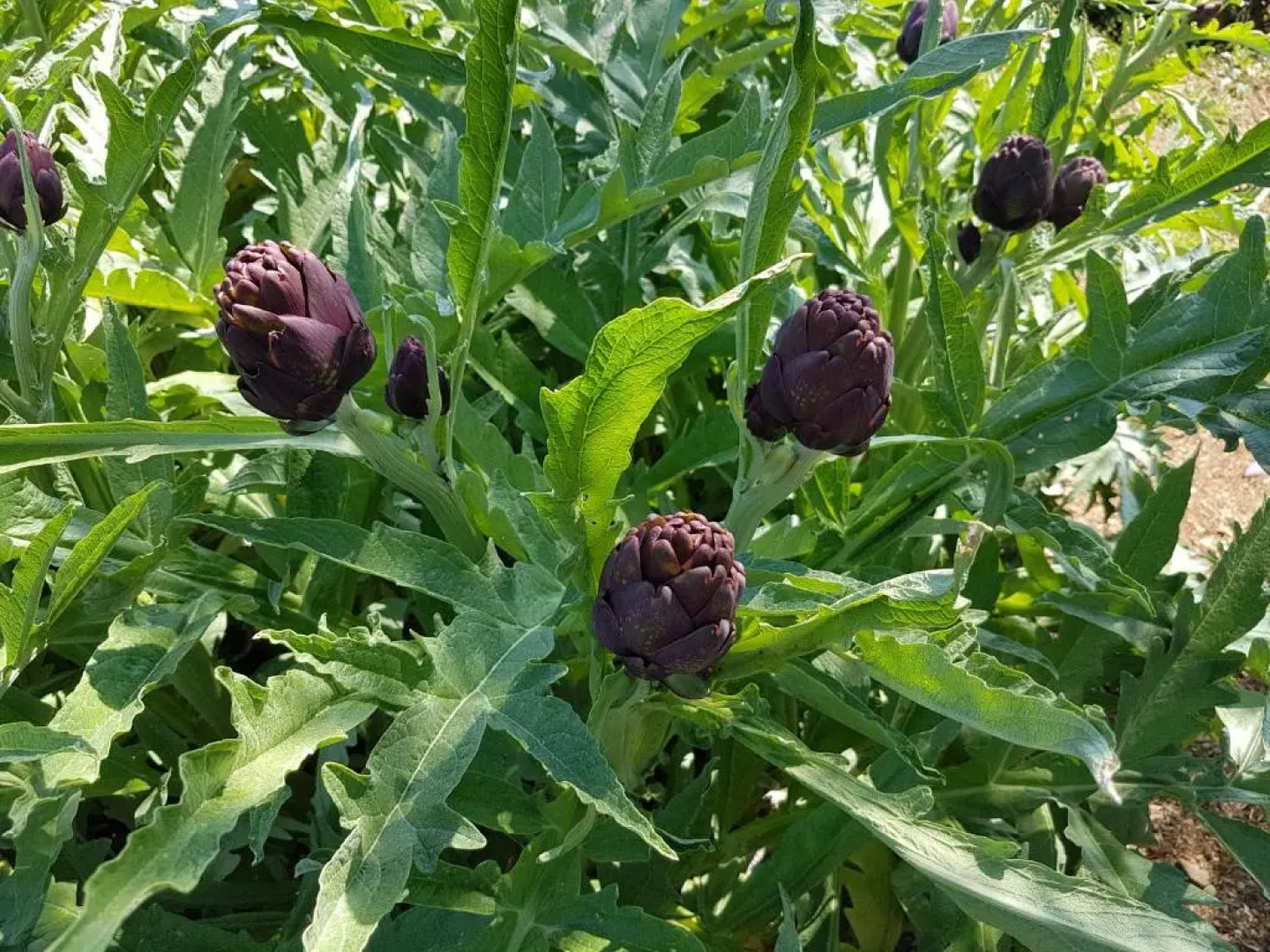 Hotel Restaurant Le Lingousto