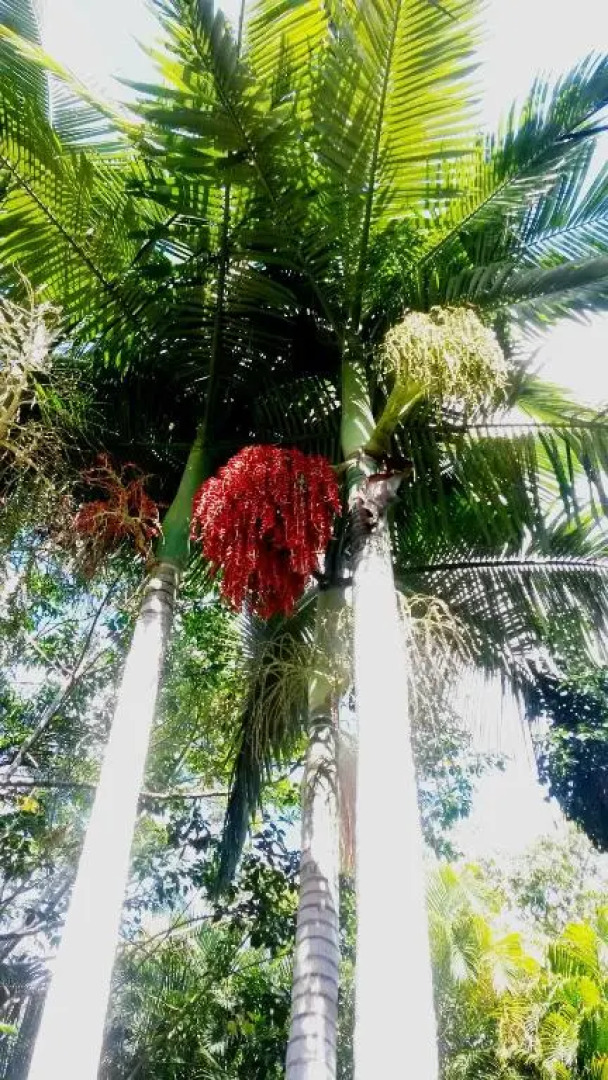 Whitsunday Cane Cutters Cottage