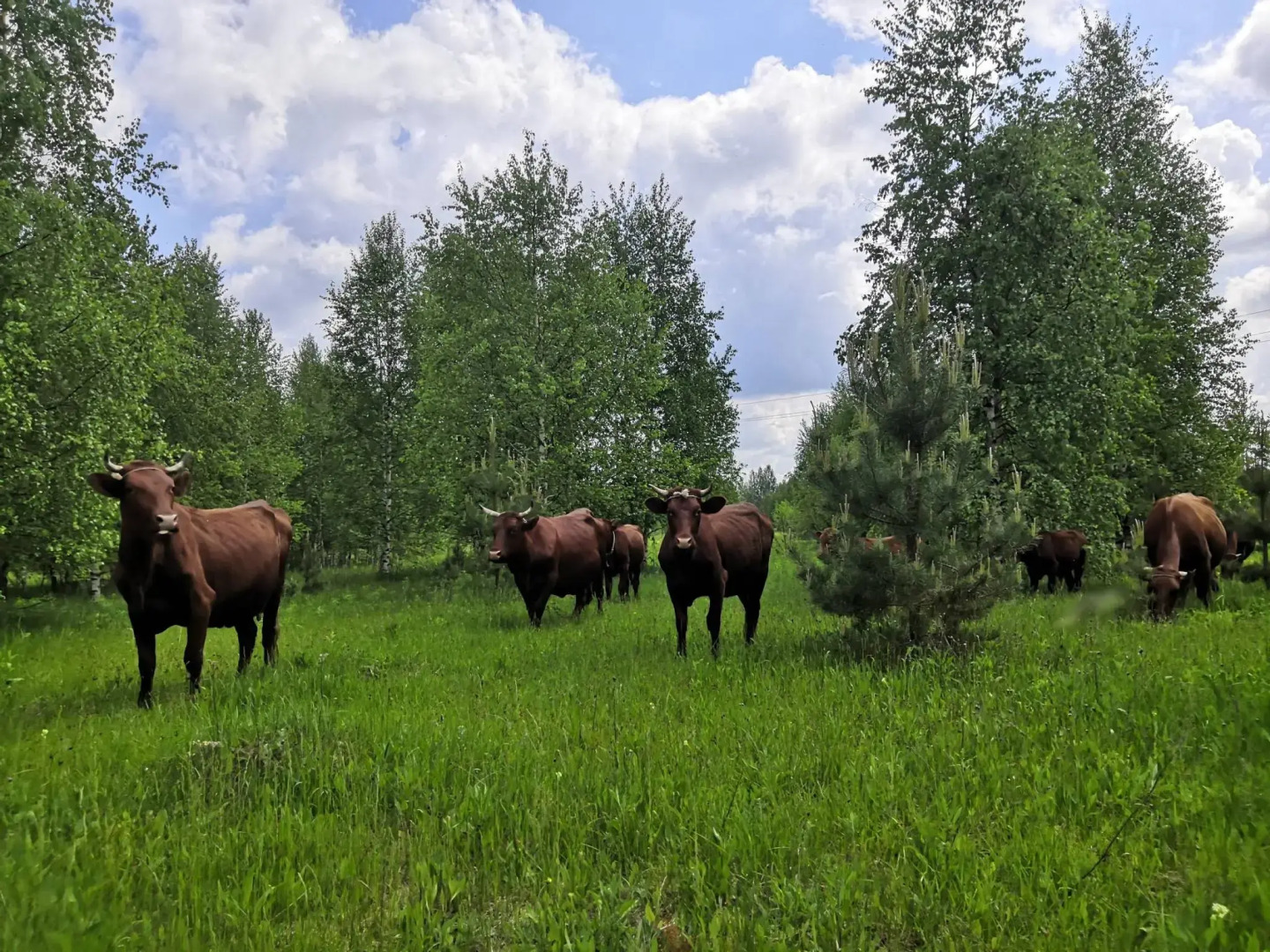 Усадьба Красивая